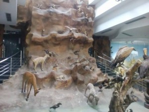 15معلومة عن المتحف الحيواني02