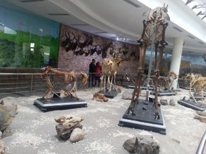 15معلومة عن المتحف الحيواني04
