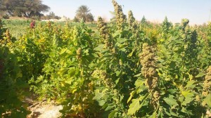 نجاح زراعة محصول الكينوا فى الوادى الجديد كبديل استراتيجى  لزراعة القمح فى مصر 1