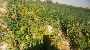 نجاح زراعة محصول الكينوا فى الوادى الجديد كبديل استراتيجى  لزراعة القمح فى مصر 2
