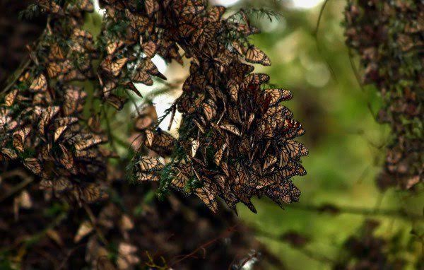 غابة الفراشات المكسيكيةظاهرة طبيعية فريدة (2)